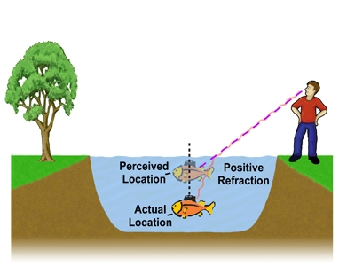 Illustration for article titled How do fish hide in clear waters?